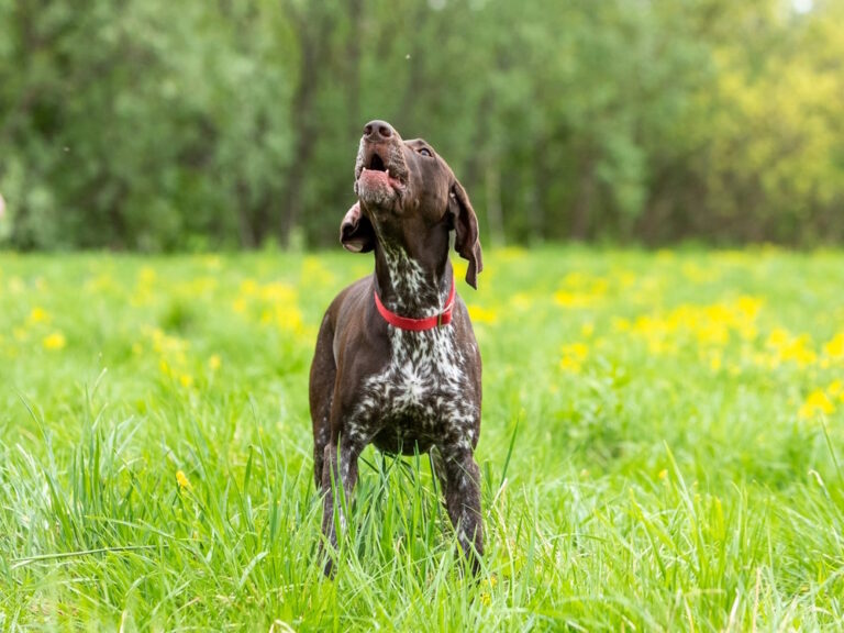 blaffende hond