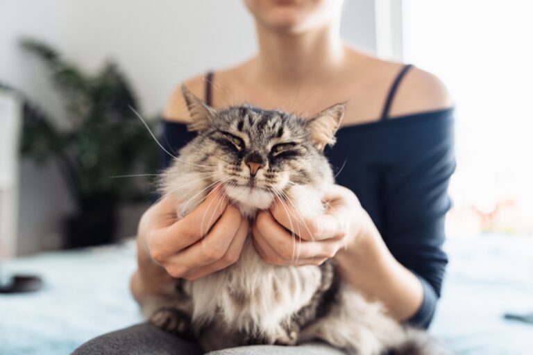 kat spinnen