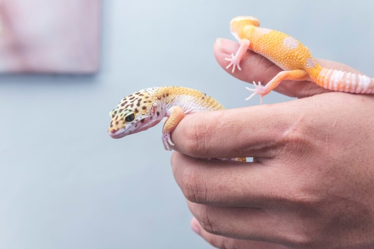 Two,Lively,Leopard,Geckos,Rest,And,Crawl,On,Their,Owner's