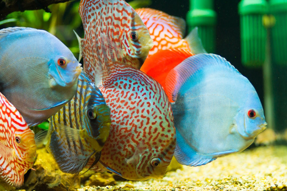 mooiste aquariumvissen