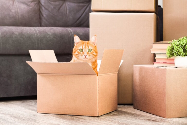 nieuwe kat in huis introduceren