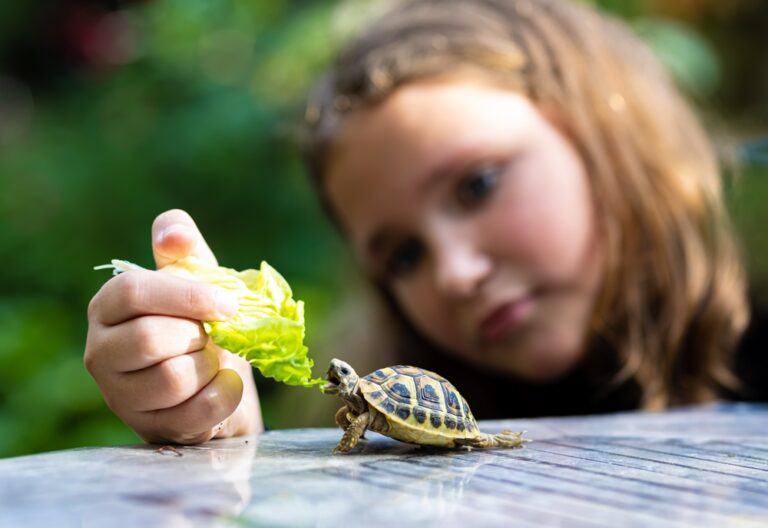 schildpad zindelijk maken