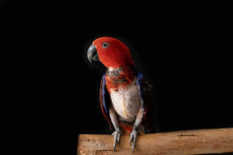 vogel trekt veren uit