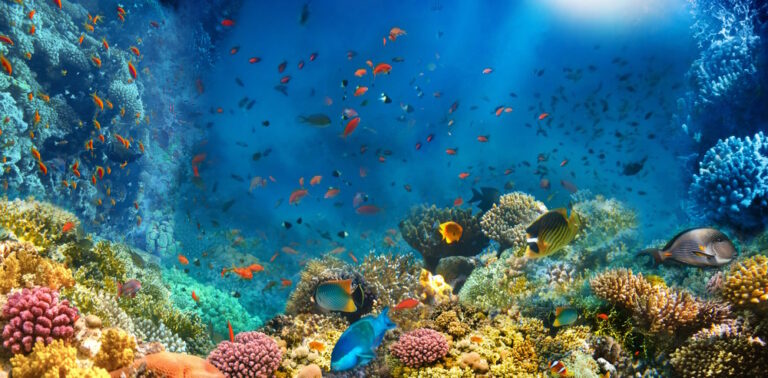 welke vissen kunnen samen in een aquarium