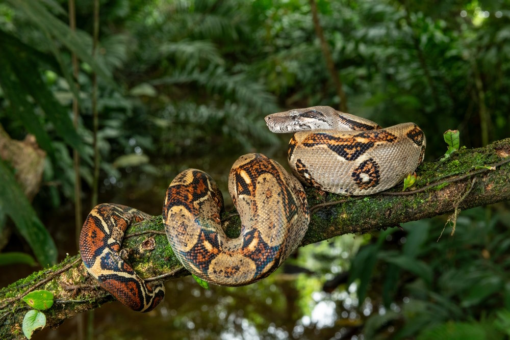 Boa constrictor