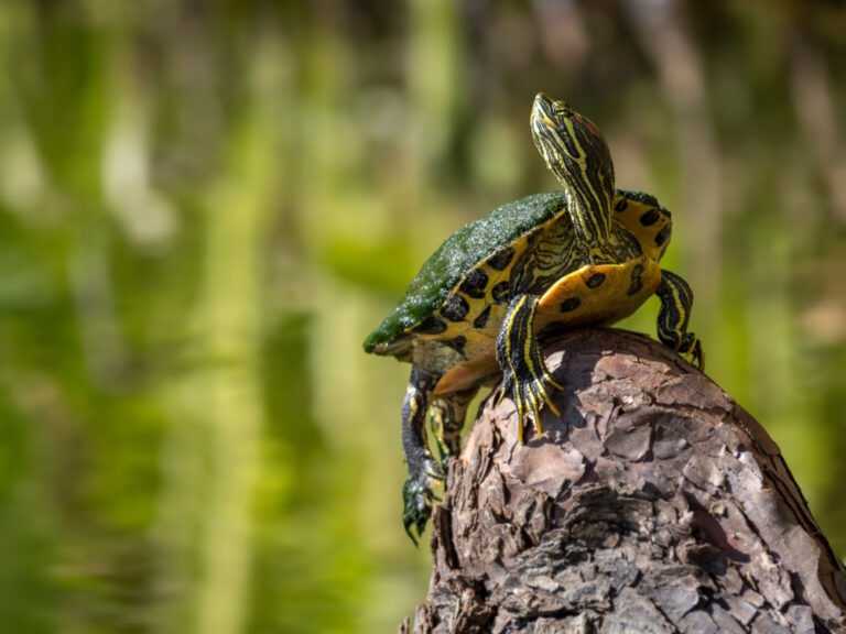 Geelbuikschildpad