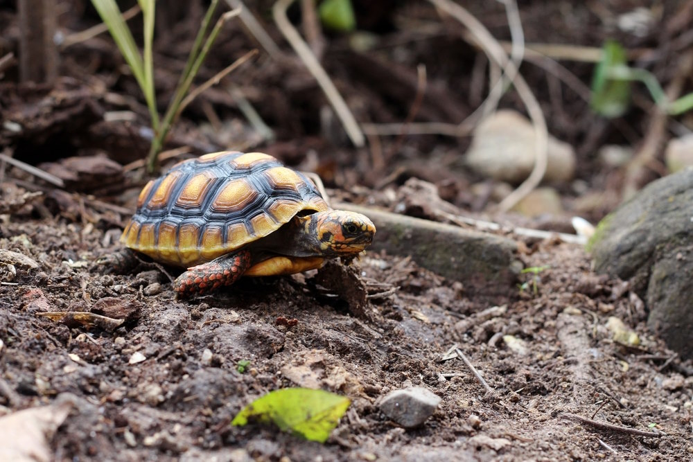 Kolenbranderschildpad