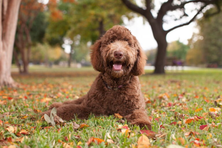 Labradoodle-2