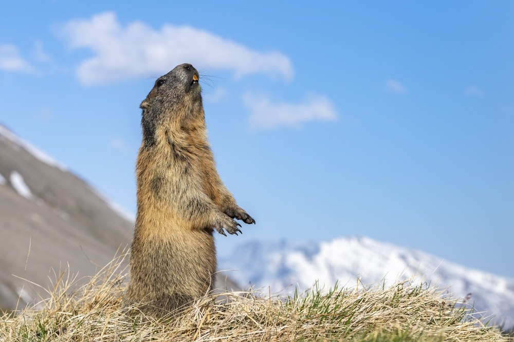 alpenmarmot