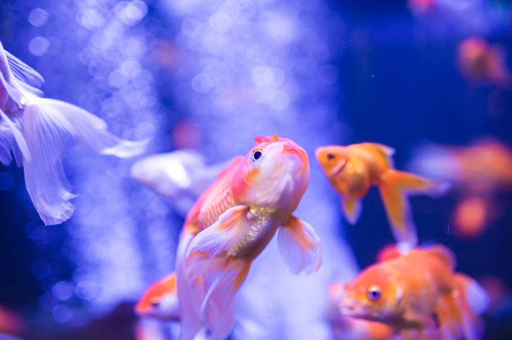 hoe oud wordt een goudvis