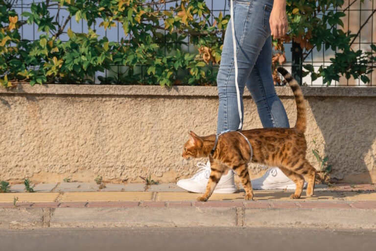 kat aan de lijn