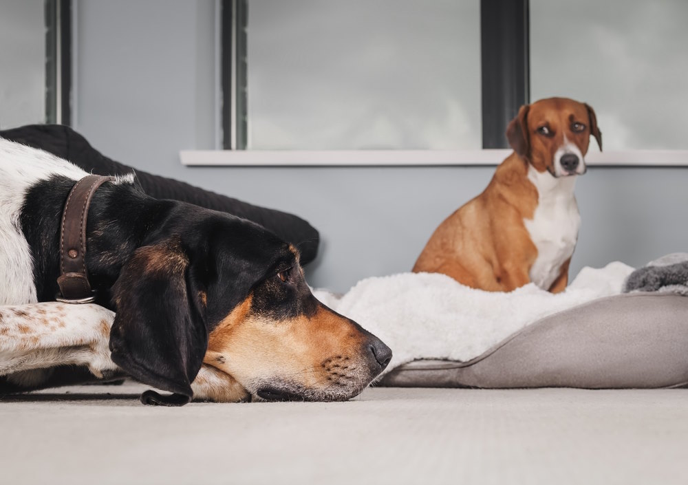 kunnen honden jaloers zijn