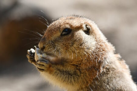 Waarom een prairiehond niet geschikt is als huisdier