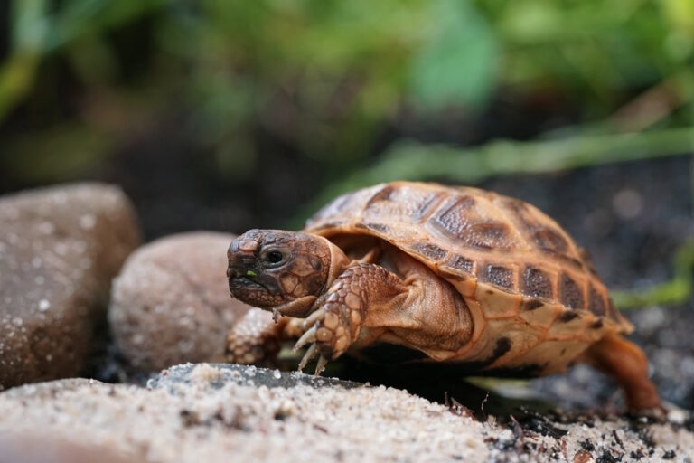 russische landschildpad