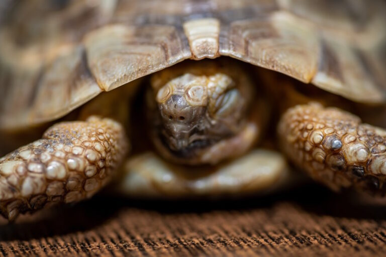 schildpad winterslaap