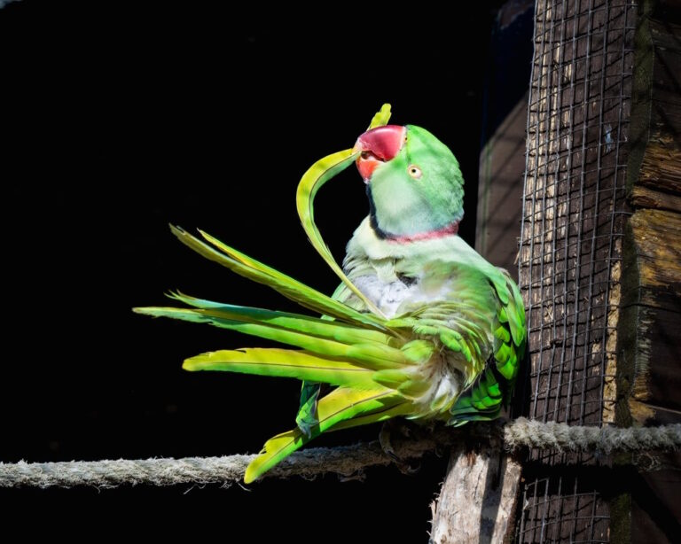 verveelde vogel