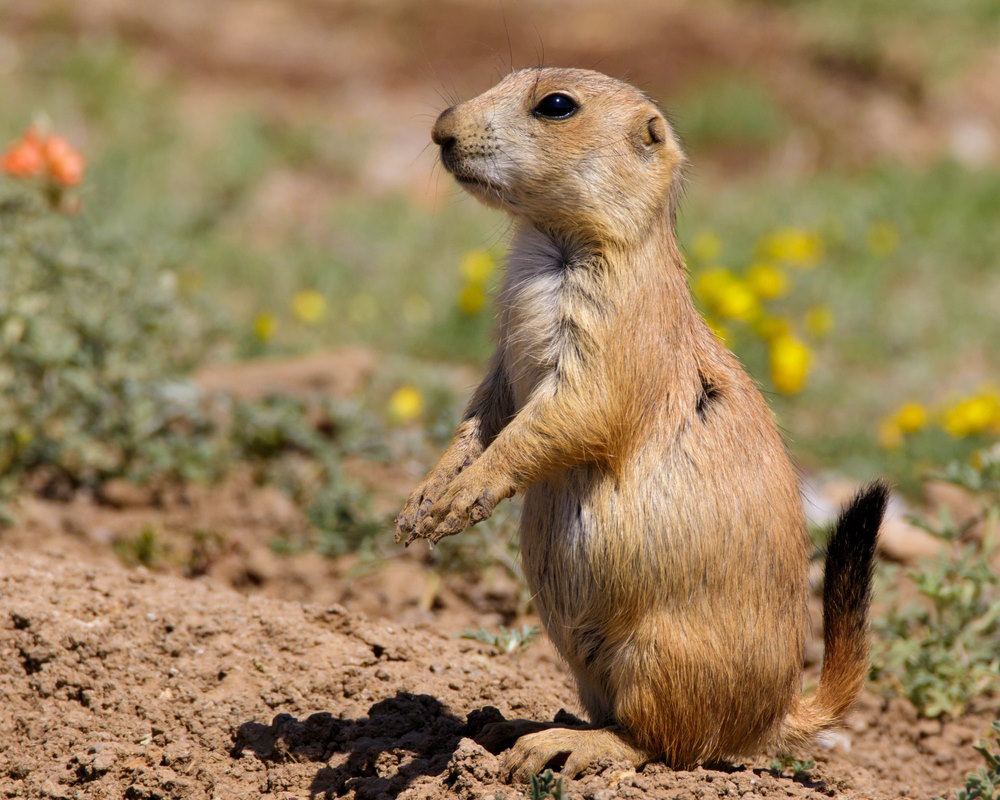 zwartstaartprairiehond