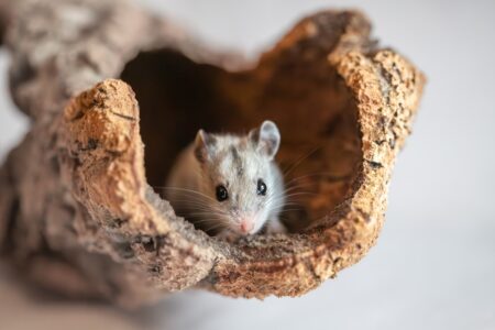 Dit moet je weten als je een Chinese dwerghamster als huisdier neemt Chinese dwerghamster