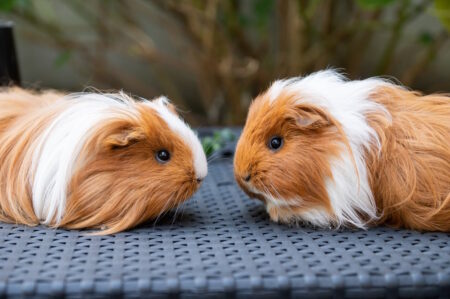 Alles wat je moet weten over een Cavia als huisdier cavia als huisdier